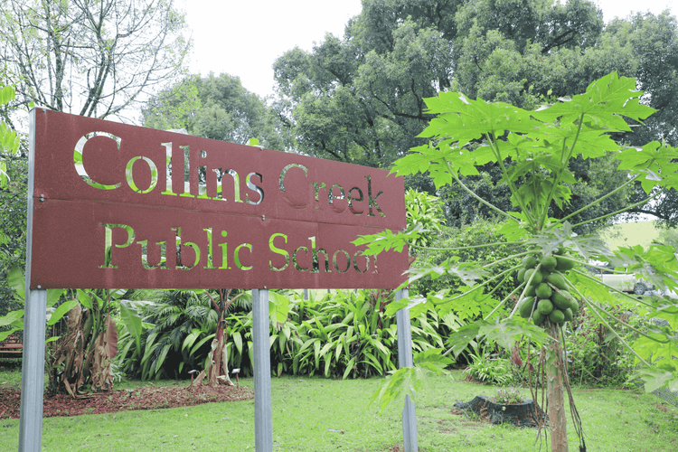 A rusted red metal cut out sign reads Collins Creek Public School beside a fruiting papaya tree and in front of a leafy background.